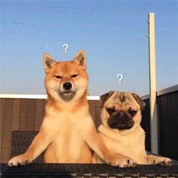 一只狗狗，能有多护短?