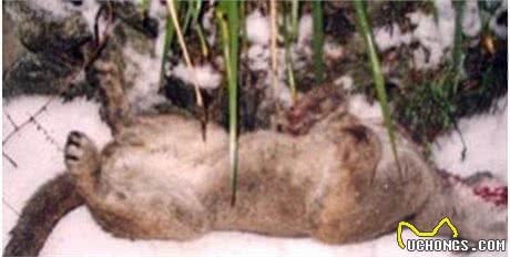 凶猛美洲狮突然攻击小主人，黄金猎犬拼了命也决不让家人受伤!