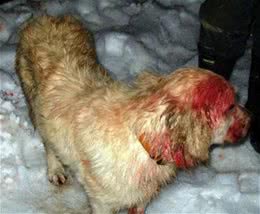 凶猛美洲狮突然攻击小主人，黄金猎犬拼了命也决不让家人受伤!