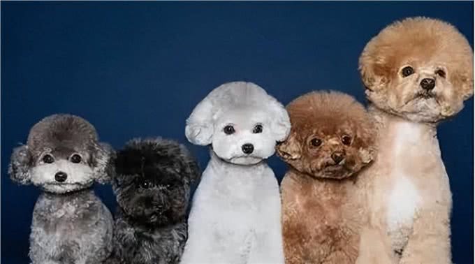 泰迪犬的5大特征，看看你家的狗狗有没有?