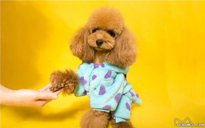 泰迪犬的5大特征，看看你家的狗狗有没有?