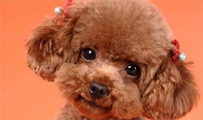 泰迪犬的5大特征，看看你家的狗狗有没有?
