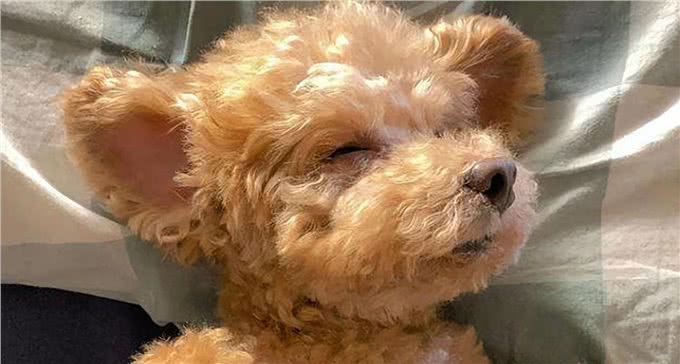 泰迪犬的5大特征，看看你家的狗狗有没有?