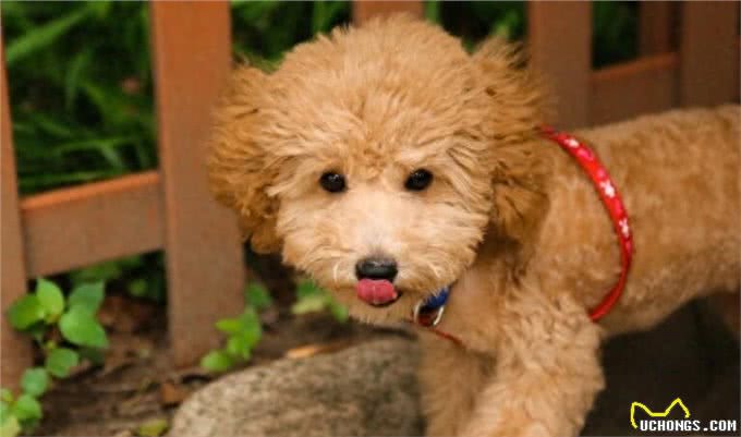 泰迪犬的5大特征，看看你家的狗狗有没有?
