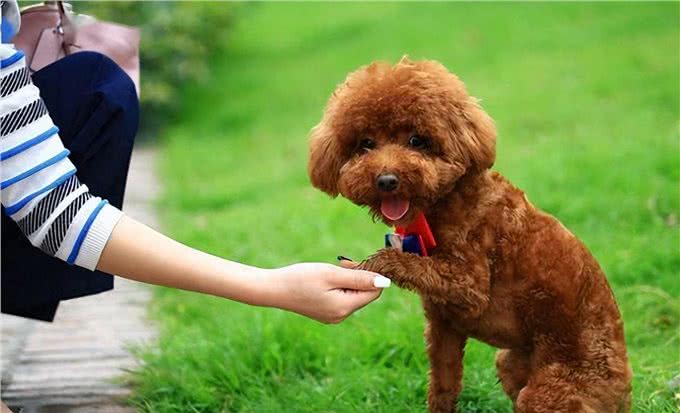 泰迪犬的5大特征，看看你家的狗狗有没有?