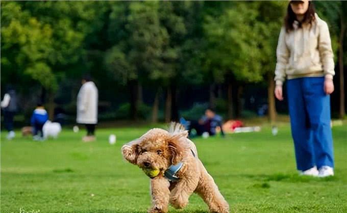 泰迪犬的5大特征，看看你家的狗狗有没有?