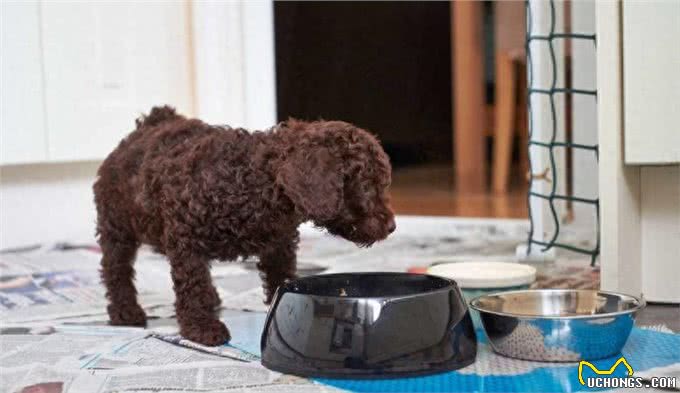 泰迪犬的5大特征，看看你家的狗狗有没有?
