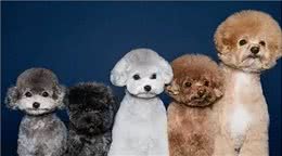泰迪犬的5大特征，看看你家的狗狗有没有?