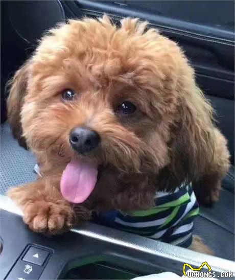 太心疼，主人们注意，带狗狗去宠物店修毛，回家后却发现舌头被剪