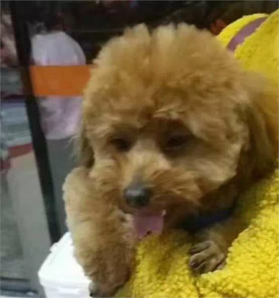 太心疼，主人们注意，带狗狗去宠物店修毛，回家后却发现舌头被剪