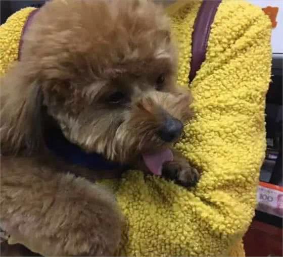 太心疼，主人们注意，带狗狗去宠物店修毛，回家后却发现舌头被剪