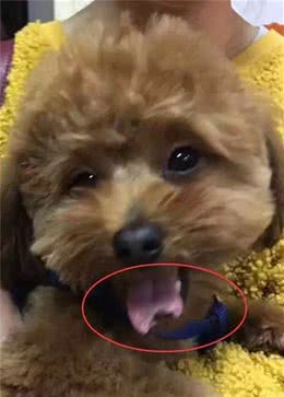 太心疼，主人们注意，带狗狗去宠物店修毛，回家后却发现舌头被剪