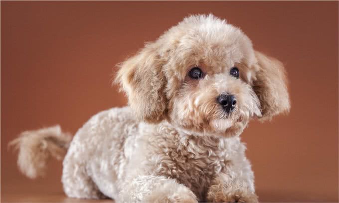 慈禧很喜欢的狗是西施犬，西施犬又该怎样辨别?