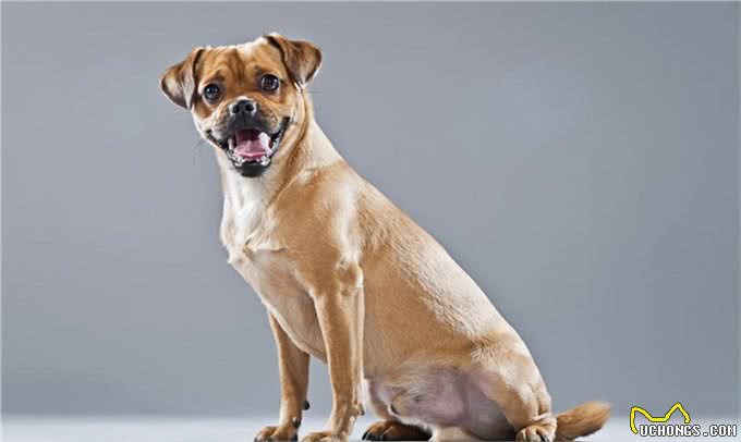 慈禧很喜欢的狗是西施犬，西施犬又该怎样辨别?