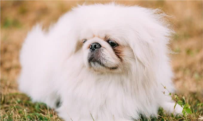 慈禧很喜欢的狗是西施犬，西施犬又该怎样辨别?