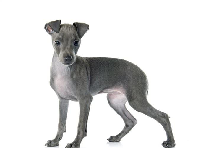 慈禧很喜欢的狗是西施犬，西施犬又该怎样辨别?