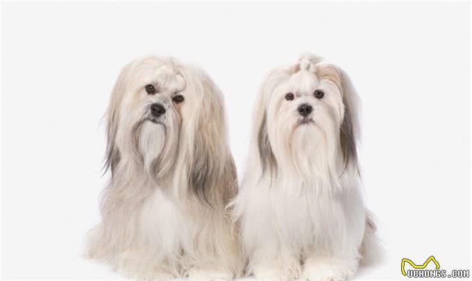 慈禧很喜欢的狗是西施犬，西施犬又该怎样辨别?