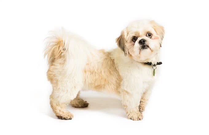 慈禧很喜欢的狗是西施犬，西施犬又该怎样辨别?
