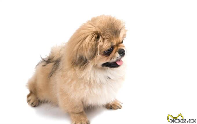慈禧很喜欢的狗是西施犬，西施犬又该怎样辨别?