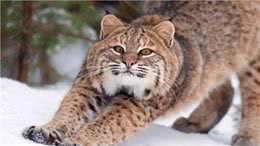 野外发现短尾猫与加拿大猞猁的杂交品种，它们生活得怎样