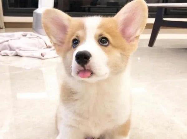 家有老狗也是宝