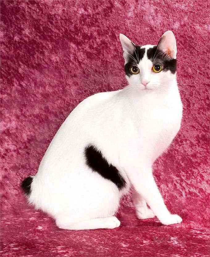 宠物盘点猫咪篇:日本短尾猫