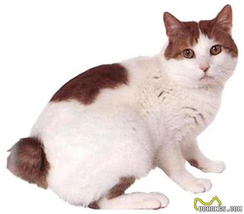 宠物盘点猫咪篇:日本短尾猫