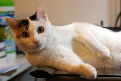 宠物盘点猫咪篇:日本短尾猫