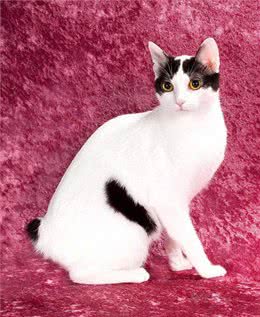 宠物盘点猫咪篇:日本短尾猫