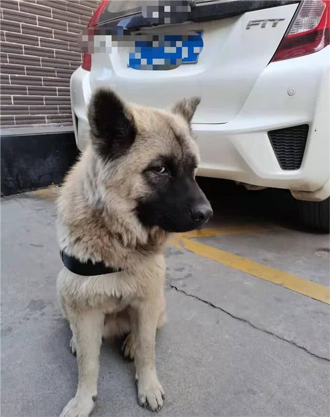 训犬技巧，原地靠训练的第一天(随行叫回基础)