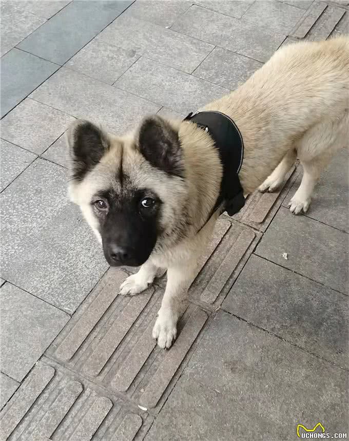 训犬技巧，原地靠训练的第一天(随行叫回基础)