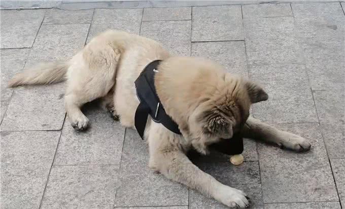 训犬技巧，原地靠训练的第一天(随行叫回基础)