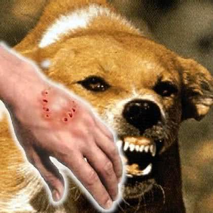狗狗再温顺，但是在这6个情况下，也会咬人