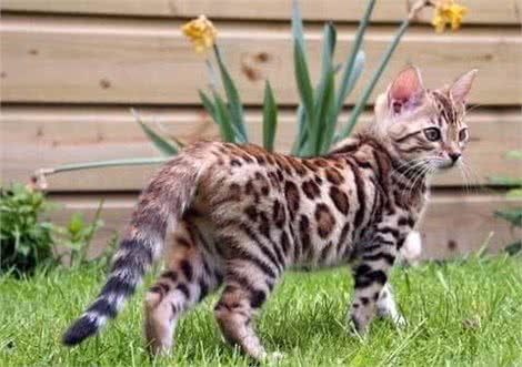 野性十足—孟加拉猫