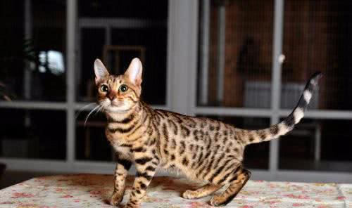 野性十足—孟加拉猫