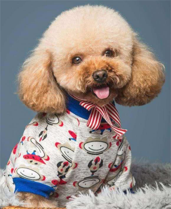 这几种狗，有犬界长寿汪的称号，养了是你的福气