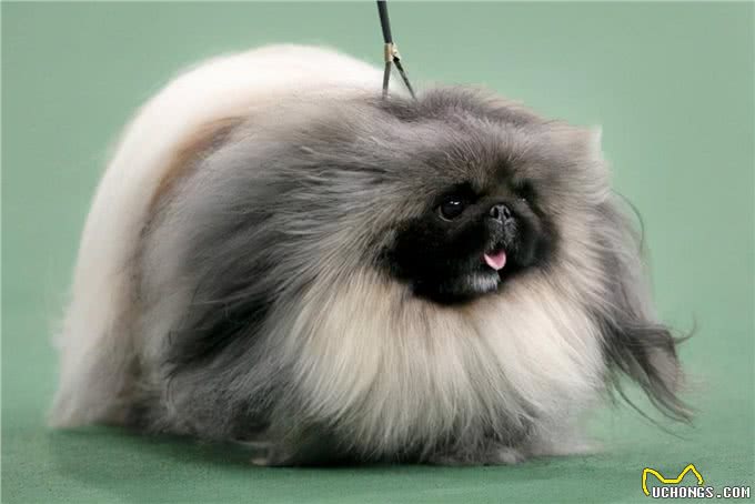 这几种狗，有犬界长寿汪的称号，养了是你的福气
