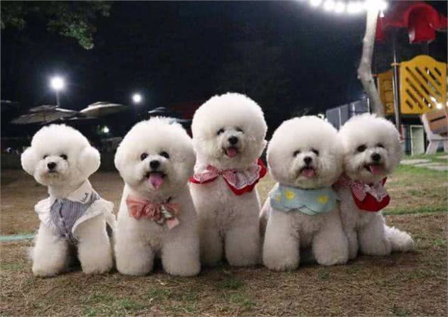 这几种狗，有犬界长寿汪的称号，养了是你的福气