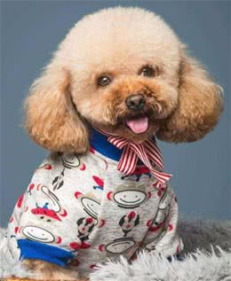 这几种狗，有犬界长寿汪的称号，养了是你的福气