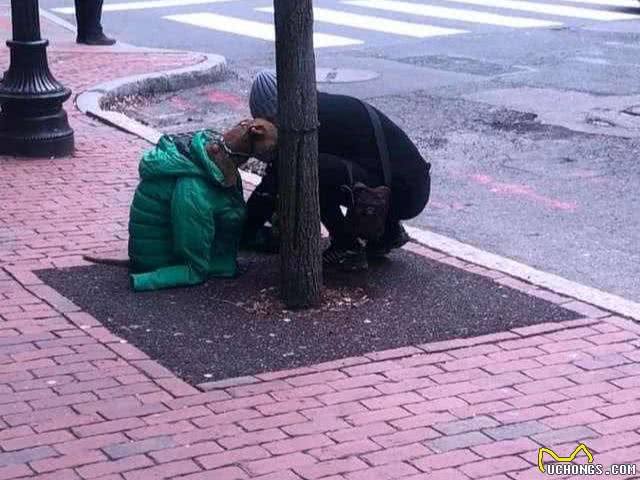 妈妈觉得狗狗冷，把它包裹得跟孕妇一样，主人：它有脂肪不冷啊