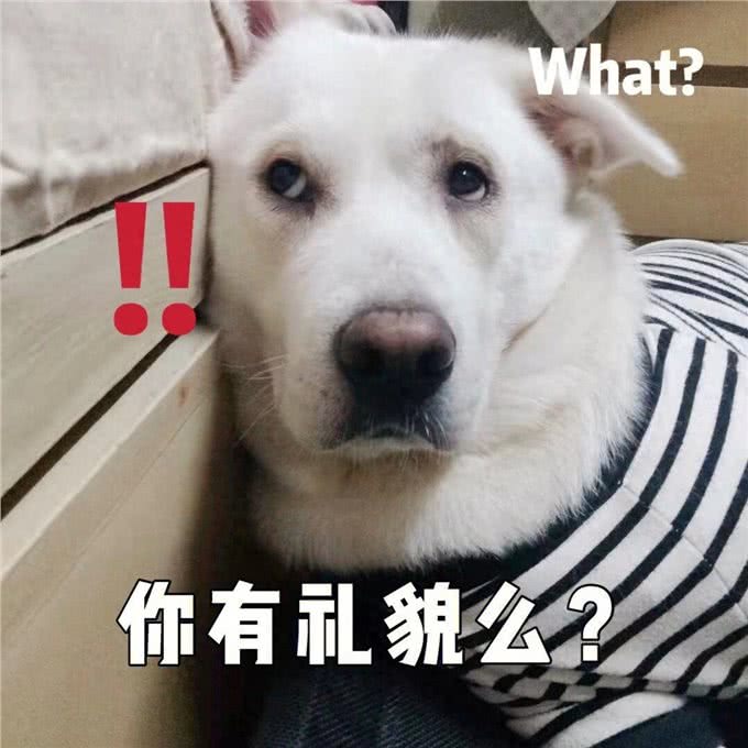 和狗狗关系再好,也不要对它做这几件事,不然会恨你!