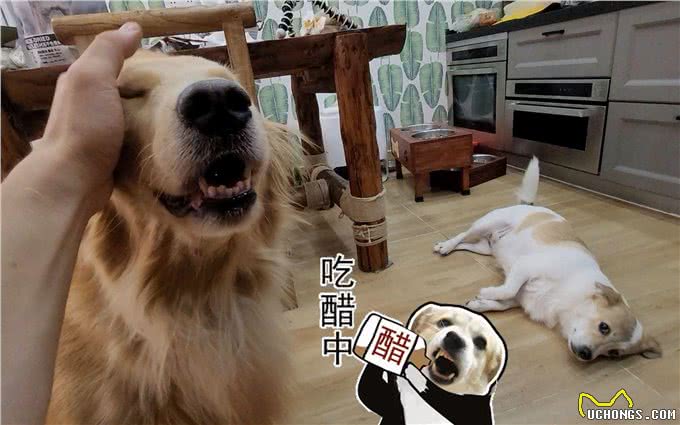和狗狗关系再好,也不要对它做这几件事,不然会恨你!