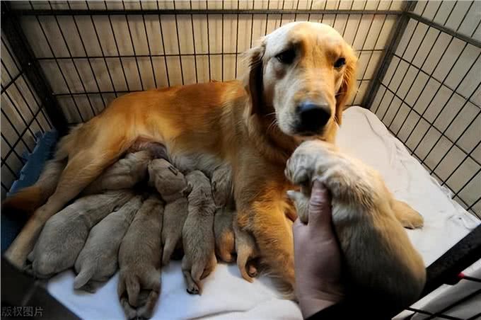 和狗狗关系再好,也不要对它做这几件事,不然会恨你!