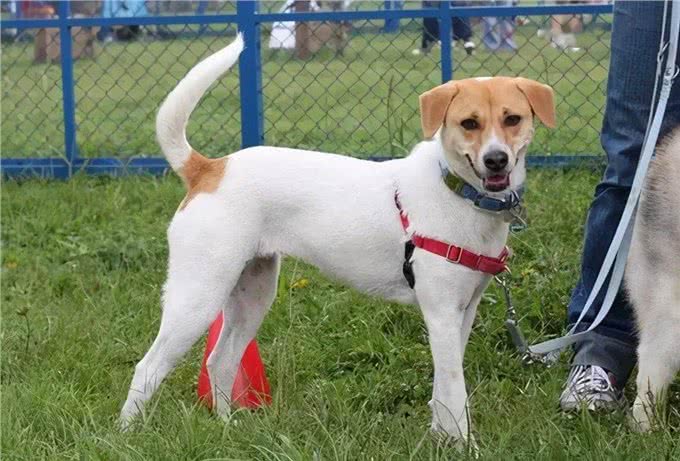 和狗狗关系再好,也不要对它做这几件事,不然会恨你!