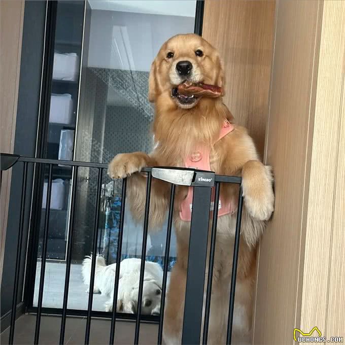 和狗狗关系再好,也不要对它做这几件事,不然会恨你!