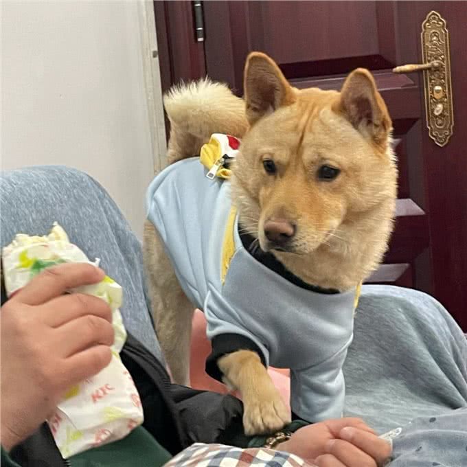 和狗狗关系再好,也不要对它做这几件事,不然会恨你!