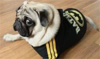 巴哥犬太活跃，铲屎官很头疼，小编教你几招