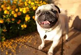 巴哥犬太活跃，铲屎官很头疼，小编教你几招