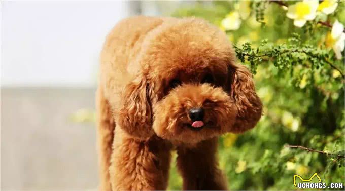 狗狗毛发褪色怎么回事?如何解决?