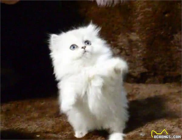 猫奴必养的猫-金吉拉